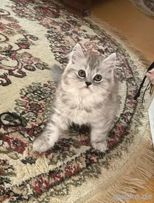 Sehr süße babykatze 