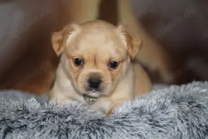 Französische Bulldoggen Welpen au deutscher Zucht mit Rute und Nase