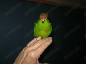 Zahme jung Ziegensittiche , verschiedene Farben