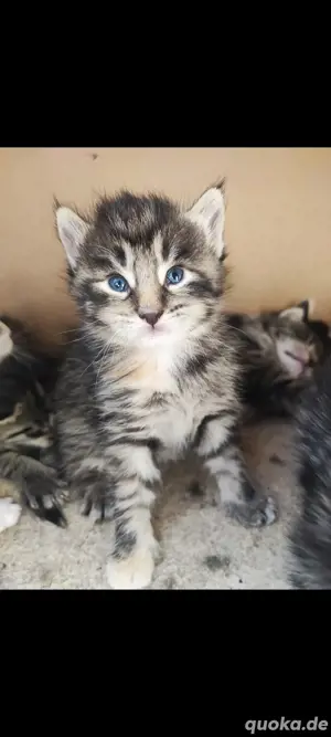 Maine coon mix kitten Katzenbaby 