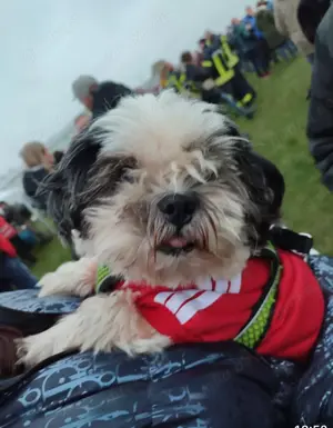 Hund 9 Jahre alt 