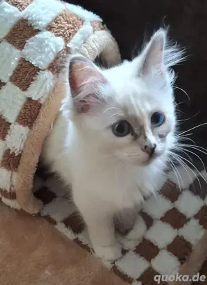 Heilige Birma weibchen Kitten