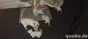Zuckersüße Siamkitten suchen liebevolles Zuhause 