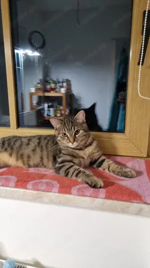 Süßes liebes Katerchen 