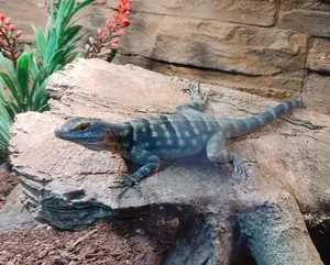 Suche Blauer Felsenleguan Männchen   Leguan 
