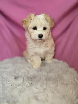 Maltipoo Welpen suchen Zuhause 