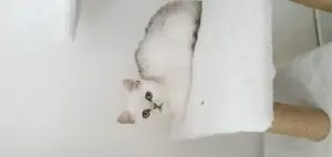 Britisch Kurzhaar Kitten
