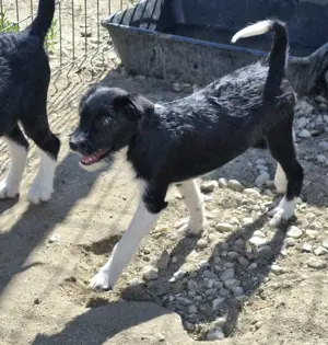 Rosalie, ein freundliches Welpenmädchen, möchte nicht im Shelter aufwachsen