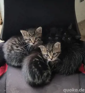 3 kleine Kitten 