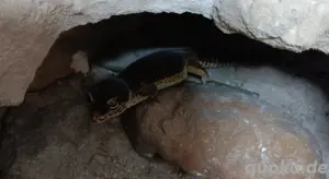 Leopardgecko Black Night