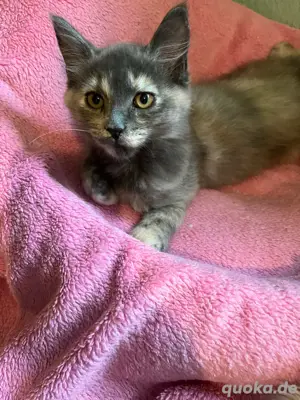 Maine Coon  Heilige Birma Nachwuchs abzugeben 