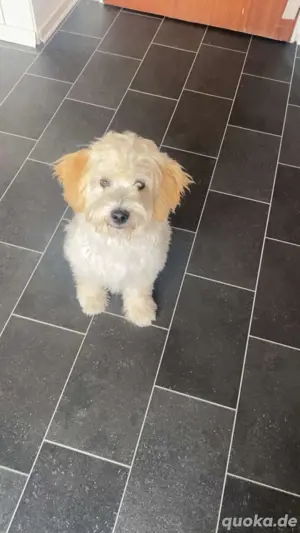 Maltipoo 4 monate alt 