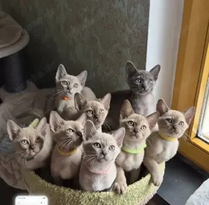Burma Deckkater mit Stammbaum