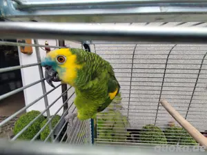 Gelbflügel-Blaustirnamazone, Blaustirnamazone, Amazone 