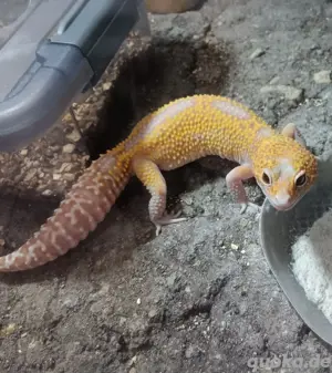Leopardgecko Raptor