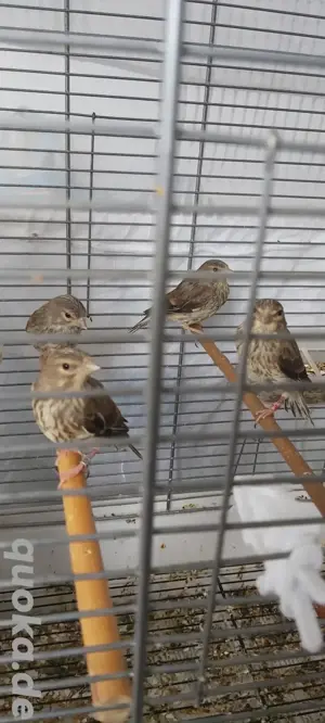 Hänfling vögel 