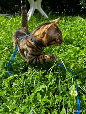 Bengal Kater 