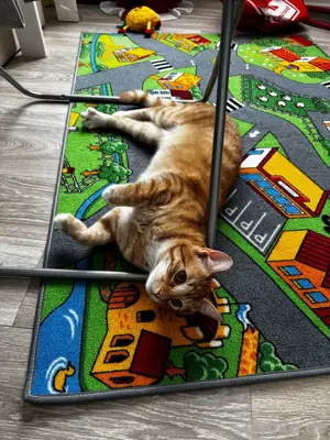 Kastrierter Kater abzugeben 