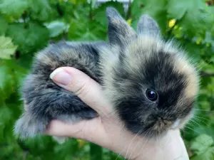 Mini Lop Lion Lop Zwergwidder