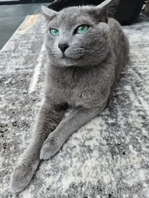 Russisch blau deckkater
