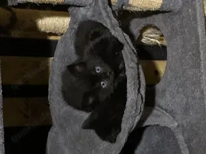 Katzenbabys