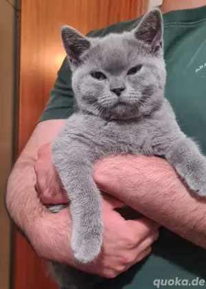 Bkh Britisch Kurzhaar Kitten blue Bild 5