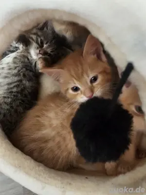 3 rote Katzenbabys suchen ein zu Hause!