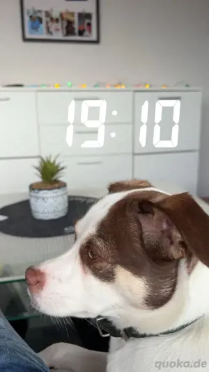 hund michling 