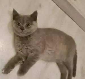 Bkh Britisch Kurzhaar Kitten blue Bild 4