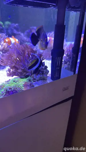Meerwasser Fisch