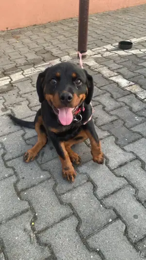 Rottweiler Hündin Roxy