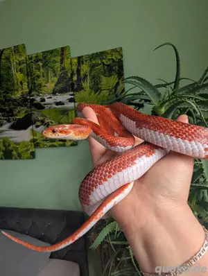 1.0 Bloodred piedside High White poss het Scaleless 