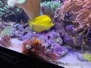 Meerwasser Aquarium Abgabe