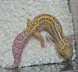 Mack Snow Radar 50% het White Knight Leopardgecko Weibchen 