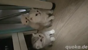 BKH Kitten 