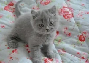 Britisch kurzhaar weiblich katze mit Stammbaum 