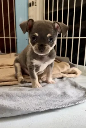 Süßer Blue & Tan Floppy Ear Chihuahua Rüde sucht ab 24.06.2025 ein Zuhause