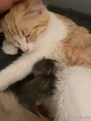 Katzen wurf ist da