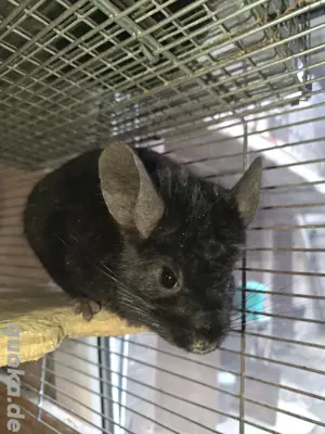 Chinchilla Böckchen abzugeben