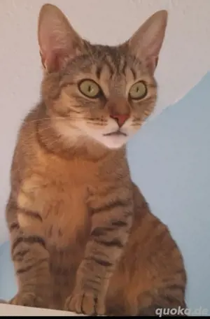 Schöne Katze sucht ein neues Zuhause 