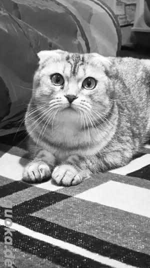 Liebevolle Katze sucht ein neues Zuhause    