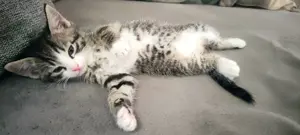 Katerchen 