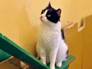 Andreas, netter Schmusekater, ca. 4 Jahre