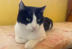 Andreas, netter Schmusekater, ca. 4 Jahre