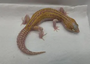 Leopardgecko - Geckos -Eublepharis macularius - Weibchen - Stonewash - Black Night