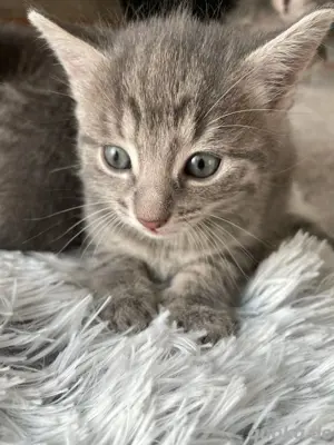 Russisch Blaue Bkh Mix KITTEN 