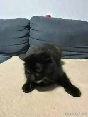 billa sucht ein neues zu hause 