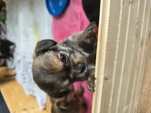 Chihuahua-Shih Tzu Welpen