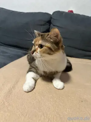 milla sucht ein neues zu hause 