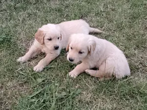Golden Retriever Welpen suchen ein Zuhause. 
